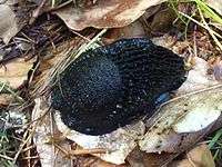 Black slug in Northern Poland displaying defensive swaying.