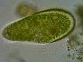 File:Paramecium bursaria.ogv