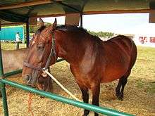 A Silesian horse