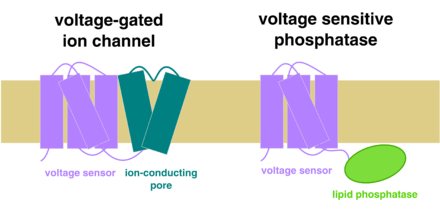 "a cartoon comparison of voltage-gated ion channels and VSPs"