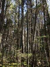 View of densely-vegetated Atlantic White Cedar bog at Bass River State Forest