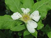 The sepals are behind the petals.