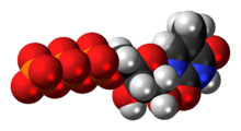 Space-filling model of the 5-methyluridine triphosphate molecule as an anion