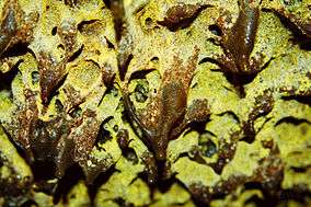 ceiling of the Golden Dome Lava Tube Cave exhibiting a yellow hue around lavacicle formations