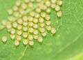 Acraea terpsicore eggs.JPG