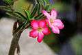 Adenium obesum (3) 1200.jpg