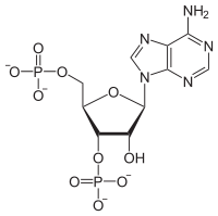 Skeletal formula of adenosine 3',5'-bisphosphate