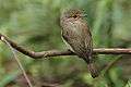 African dusky flycatcher1.jpg