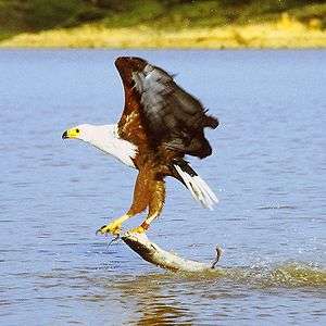 African fish eagle