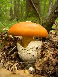 Amanita caesarea.