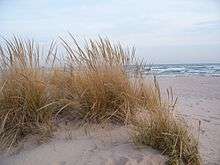 Photograph of a sandy beach on a lake; a desiccated stand of beachgrass is in the foreground.