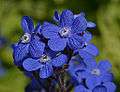 Anchusa azurea Closeup.JPG