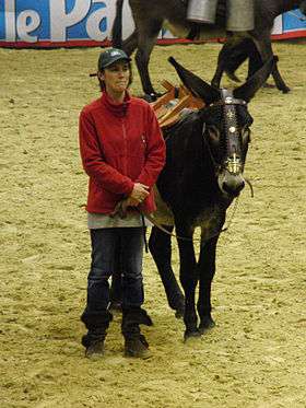 Pyrenean donkey of Gascon type