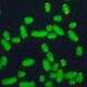 Green microscope image of chromosomes