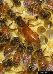 Larger, solid-brown queen with striped workers