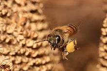 Bee in flight, carrying pollen in a yellow container large for its size