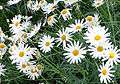 Argyranthemum frutescens cv Vera 2.jpg