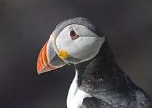 Head of a puffin showing its colourful beak