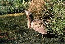 Australasian bittern/matuku (Botaurus poiciloptilus) alt text