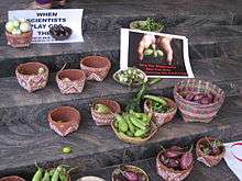 A photograph showing a variety of brinjal cultivars