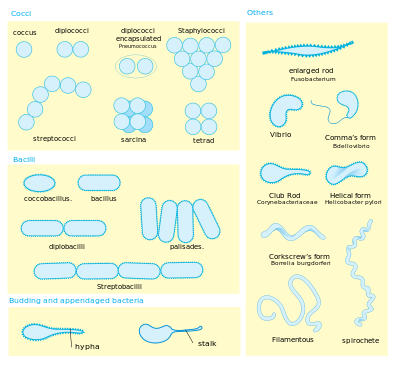 a diagram showing bacteria morphology