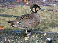 Baikal Teal (Anas formosa) RWD1.jpg