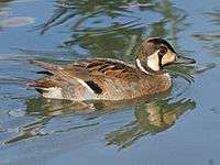 Baikal Teal (Anas formosa) RWD3.jpg