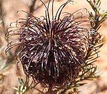 a dark purple round flowerhead against a sandy background.