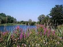 Bedfont Lakes Country Park lake