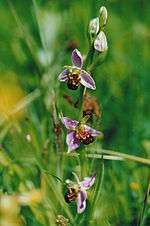 Bee orchids