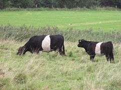 Belted Galloway P8250176.JPG