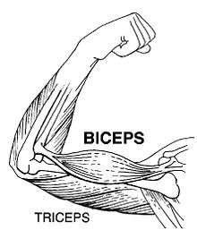 Drawing of human arm muscles