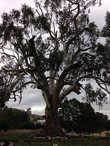 Photograph of The Big Tree