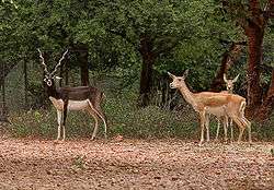 Three antelopes