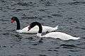 Blackneck swan pair hornopiren chile feb 2010.jpg