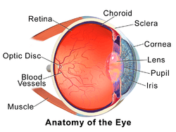 Blausen 0388 EyeAnatomy 01.png