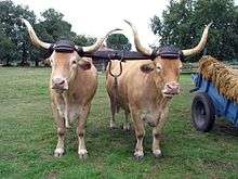 a yoked pair of wheat-coloured oxen with large hors