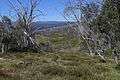 Bogong High Plains Road 4 Stevage.jpg