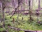 Central Forest Zapovednik