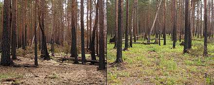 Two photographs of the same section of a pine forest; both show blackened bark at least halfway up the trees. The first picture is noticeably lacking in surface vegetation, while the second shows small, green grasses on the forest floor.