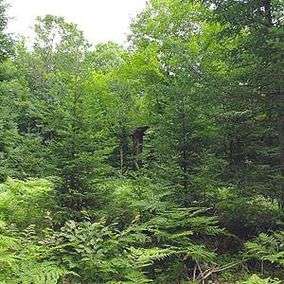 Heavy Forest of Hemlock trees