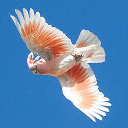 Major Mitchell’s cockatoo flying