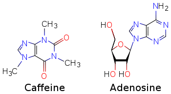 Two skeletal formulas: left – caffeine, right – adenosine.