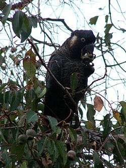 Long-billed black cockatoo feeding in a tree