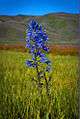 A close up photo of a camas lily in the marsh