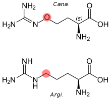 Side-by-side comparison of the structures of arginine and canavanine, with the difference highlighted