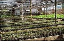 CanatuanReForestationNursery.