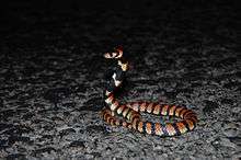 A red and black striped snake with upper body held erect