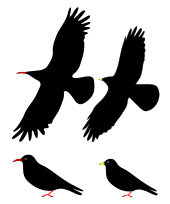  Diagrams of the two chough species perched and in flight