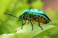 The lychee shield bug perched on a leaf